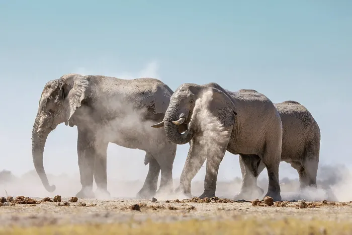 Framed Print : Elephant herd dust bathing, Nxai Pan National Park, Botswana Framed Print : Elephant herd dust bathing, Nxai Pan National Park, Botswana