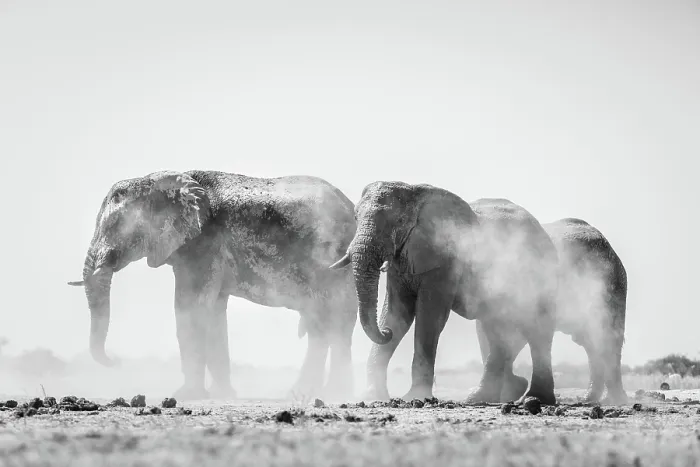 Framed Print : Elephant herd dust bathing, Nxai Pan National Park, Botswana Framed Print : Elephant herd dust bathing, Nxai Pan National Park, Botswana