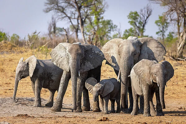 Elephant herd, Hwange National Park, Zimbabwe