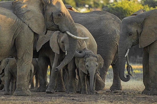 Elephant herd, Lower Zambezi National Park, Zambia