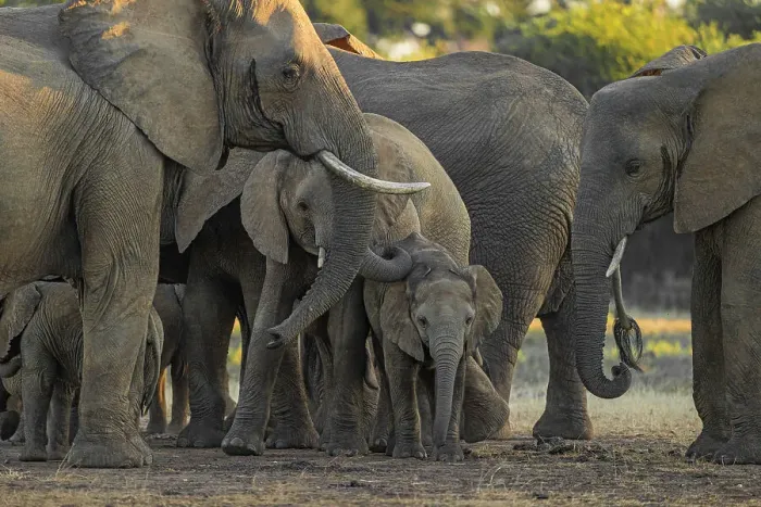 Framed Print : Elephant herd, Lower Zambezi National Park, Zambia