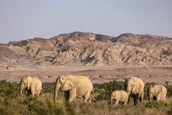 Elephant herd, Skeleton Coast National Park, Namibia