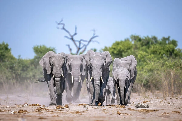 Elephant herd on their way to water, Okavango Delta, Botswana