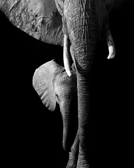 Framed Print : Elephant, Hwange National Park, Zimbabwe Framed Print : Elephant, Hwange National Park, Zimbabwe