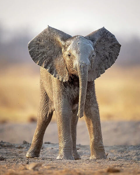 Elephant, Hwange National Park, Zimbabwe