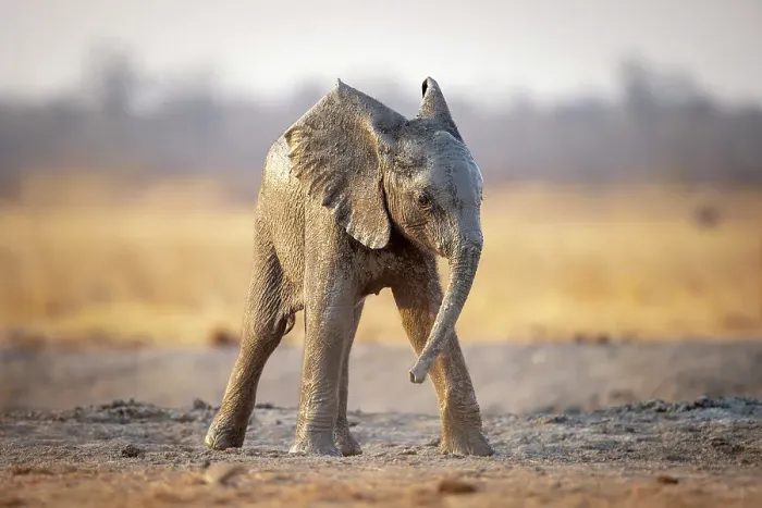 Framed Print : Elephant, Hwange National Park, Zimbabwe Framed Print : Elephant, Hwange National Park, Zimbabwe