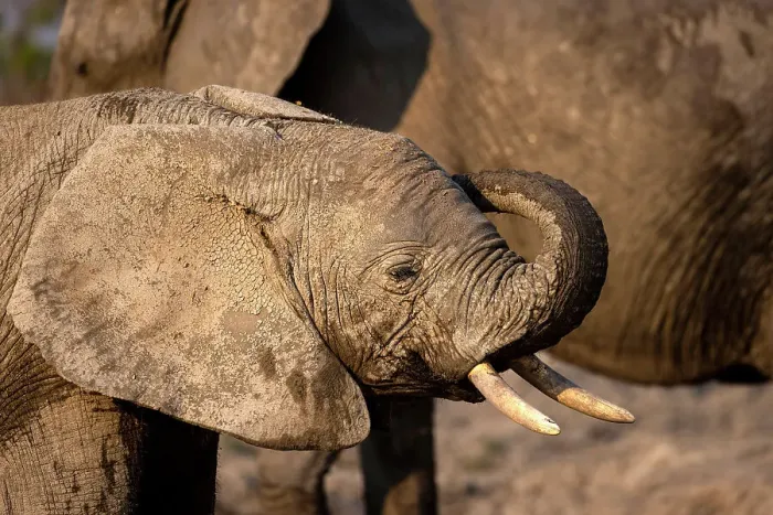 Framed Print : Elephant, Hwange National Park, Zimbabwe
