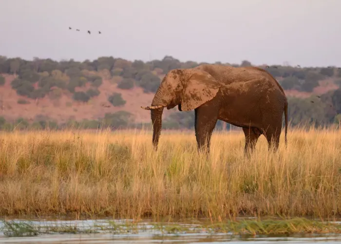 Framed Print : Elephant on island at Chobe River, Botswana flag, no mans land, Chobe National Park Framed Print : Elephant on island at Chobe River, Botswana flag, no mans land, Chobe National Park