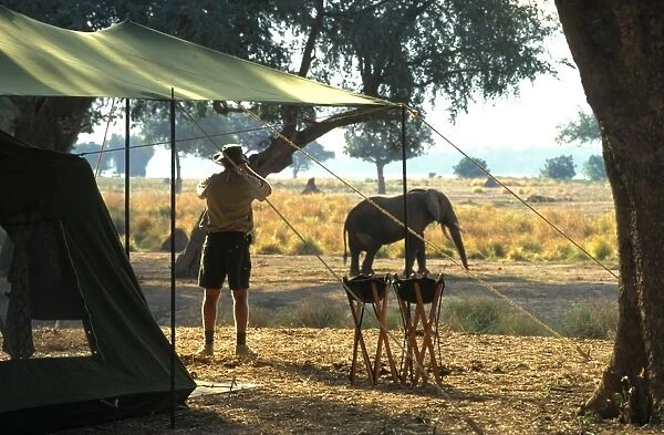 Elephant by John Stevens tented camp