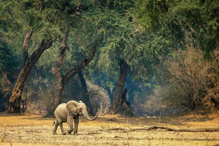 Framed Print : Elephant, Mana Pools National Park, Zimbabwe