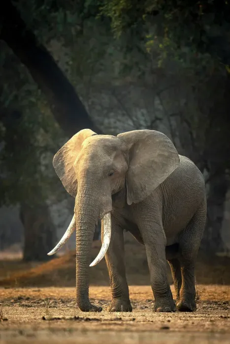 Framed Print : Elephant, Mana Pools National Park, Zimbabwe Framed Print : Elephant, Mana Pools National Park, Zimbabwe