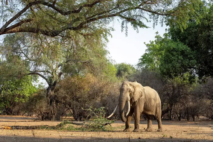 Framed Print : Elephant, Mana Pools National Park, Zimbabwe