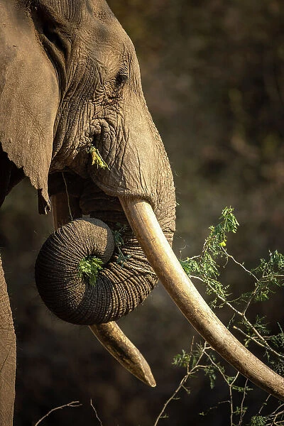 Elephant, Mana Pools National Park, Zimbabwe