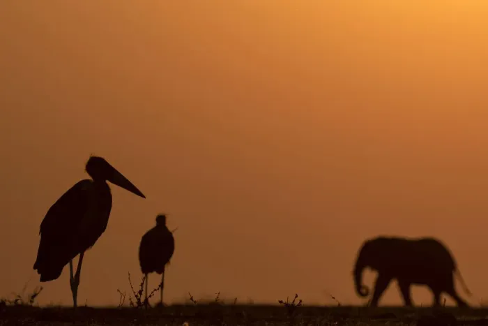 Framed Print : Elephant and Marabou Stork silhouettes, Chobe River, Chobe National Park, Botswana Framed Print : Elephant and Marabou Stork silhouettes, Chobe River, Chobe National Park, Botswana