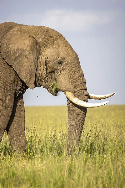 Elephant, Masaai Mara, Kenya