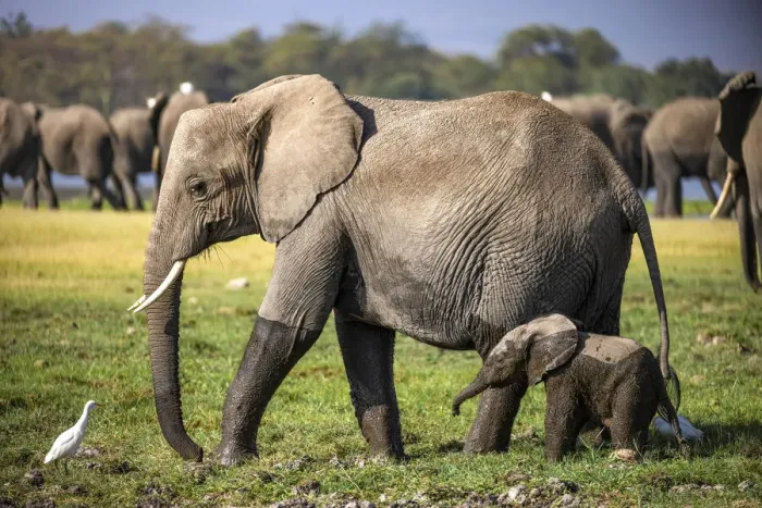 Framed Print : Elephant Mother and Calf, Amboseli National Park, Kenya