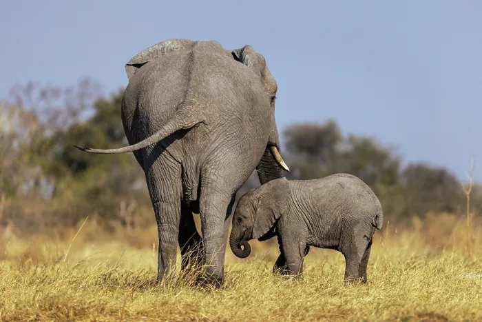 Framed Print : Elephant mother and calf, Moremi Game Reserve, Okavango Delta, Botswana Framed Print : Elephant mother and calf, Moremi Game Reserve, Okavango Delta, Botswana