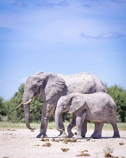 Elephant mother and calf, Nxai Pan National Park, Botswana