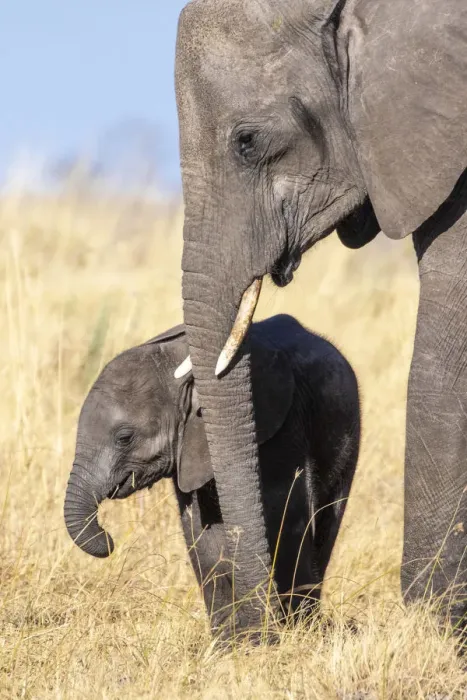 Framed Print : Elephant mother and calf, Okavango Delta, Botswana Framed Print : Elephant mother and calf, Okavango Delta, Botswana