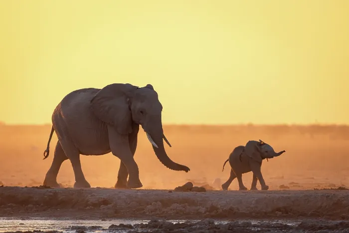 Framed Print : Elephant mother and calf walking in a dusty golden sunset at a waterhole, Nxai Pan National Park, Botswana Framed Print : Elephant mother and calf walking in a dusty golden sunset at a waterhole, Nxai Pan National Park, Botswana