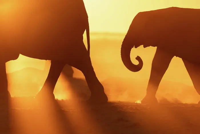 Framed Print : Elephant mother and calf walking in a dusty golden sunset at a waterhole, Nxai Pan National Park, Botswana Framed Print : Elephant mother and calf walking in a dusty golden sunset at a waterhole, Nxai Pan National Park, Botswana