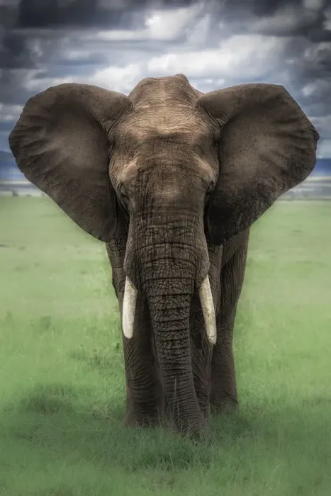 Framed Print : Elephant in the msai mara, Kenya Framed Print : Elephant in the msai mara, Kenya