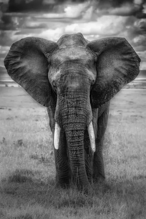 Framed Print : Elephant in the msai mara, Kenya Framed Print : Elephant in the msai mara, Kenya
