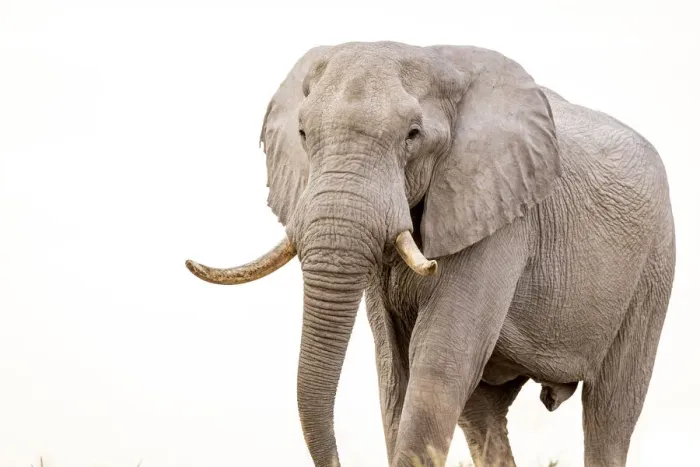Framed Print : Elephant, Nxai Pan National Park, Botswana Framed Print : Elephant, Nxai Pan National Park, Botswana