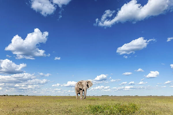 Elephant, Nxai Pan National Park, Botswana