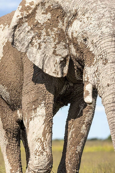 Elephant, Nxai Pan National Park, Botswana