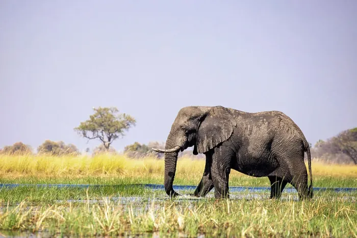 Framed Print : Elephant, Okavango Delta, Botswana Framed Print : Elephant, Okavango Delta, Botswana