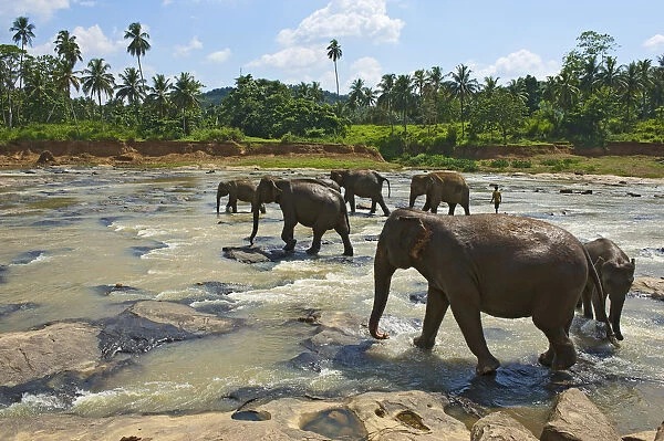 Elephant Orphanage, Pinnawela, Sri Lanka