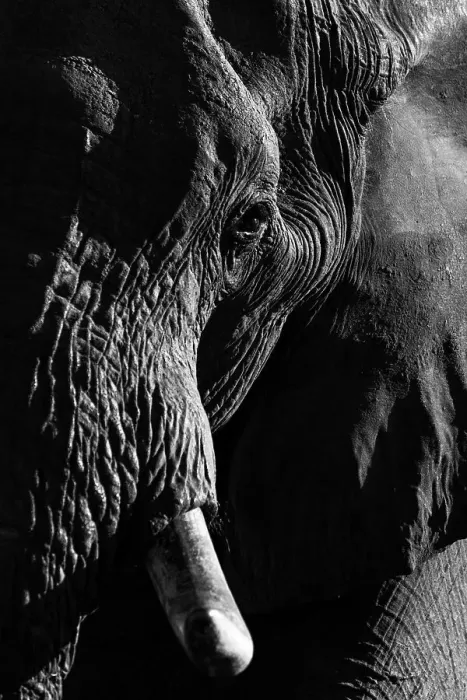 Framed Print : Elephant Portrait, Okavango Delta, Botswana Framed Print : Elephant Portrait, Okavango Delta, Botswana