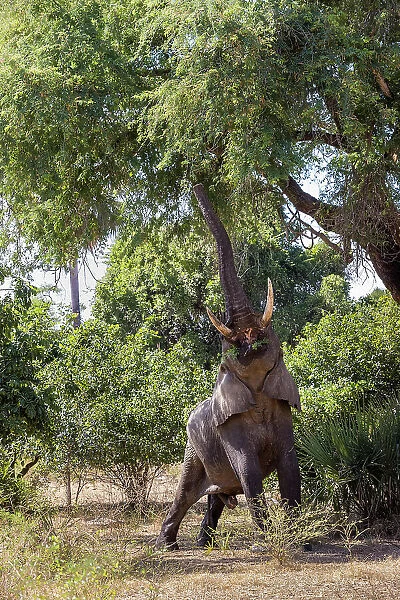 Elephant reaching for albida pods in Acacia tree, Lower Zambezi National Park, Zambia