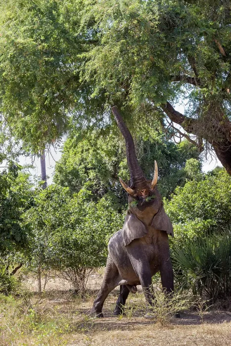Framed Print : Elephant reaching for albida pods in Acacia tree, Lower Zambezi National Park, Zambia