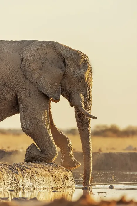 Framed Print : Elephant reaching for water at a waterhole, Nxai Pan National Park, Botswana Framed Print : Elephant reaching for water at a waterhole, Nxai Pan National Park, Botswana