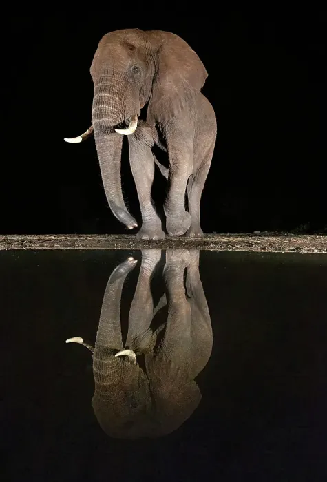 Framed Print : Elephant reflecting in floodlit watering hole at night, Zimanga Private Game Reserve, Natal, South Africa Framed Print : Elephant reflecting in floodlit watering hole at night, Zimanga Private Game Reserve, Natal, South Africa