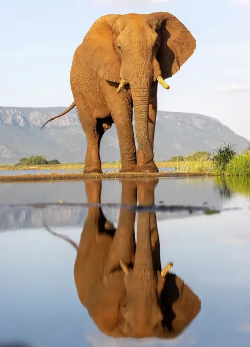 Framed Print : Elephant and reflection, Zimanga Private Game Reserve, Natal, South Africa