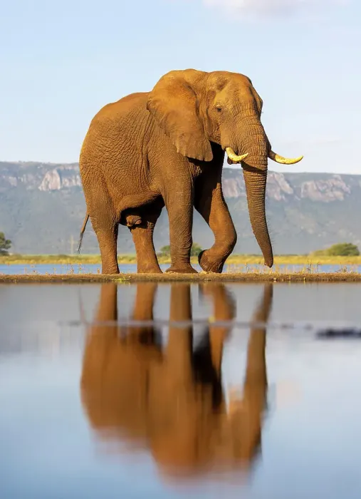 Framed Print : Elephant and reflection, Zimanga Private Game Reserve, Natal, South Africa