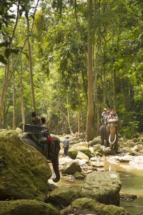Framed Print : Elephant ride, Na Mueang Waterfall, Koh Samui, Thailand Framed Print : Elephant ride, Na Mueang Waterfall, Koh Samui, Thailand