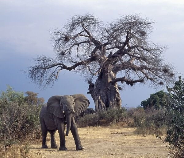 An elephant in the Ruaha National Park of Southern Tanzania