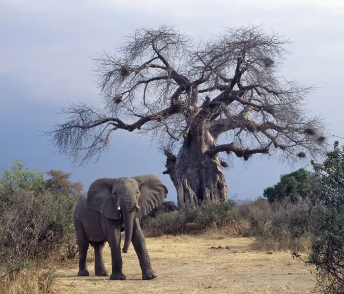 Framed Print : An elephant in the Ruaha National Park of Southern Tanzania Framed Print : An elephant in the Ruaha National Park of Southern Tanzania