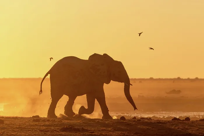 Framed Print : Elephant running in a dusty golden sunset at a waterhole, Nxai Pan National Park, Botswana Framed Print : Elephant running in a dusty golden sunset at a waterhole, Nxai Pan National Park, Botswana