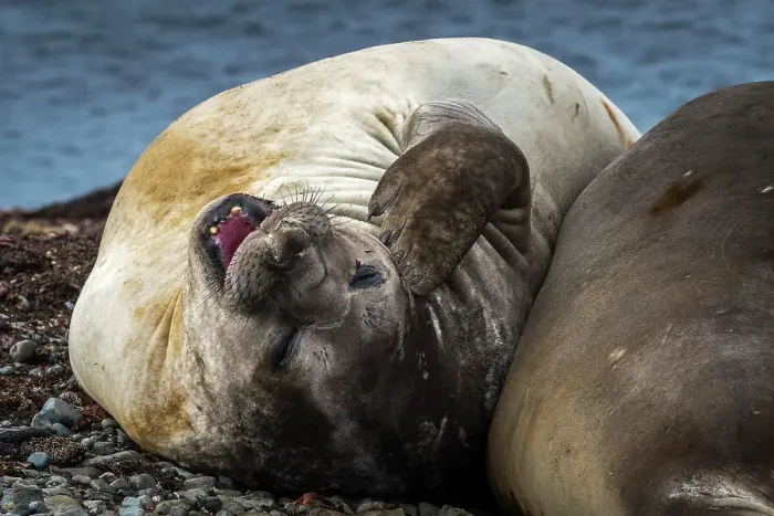 Framed Print : Elephant seal on beach at Whalers Bay, Deception Island, Antarctica
