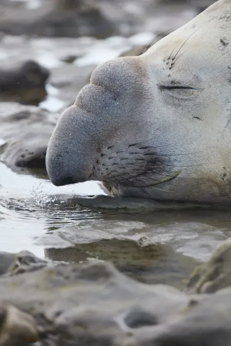 Framed Print : Detail of an elephant seal lying on the beach of Punta Ninfas, Chubut, Patagonia, Argentina Framed Print : Detail of an elephant seal lying on the beach of Punta Ninfas, Chubut, Patagonia, Argentina