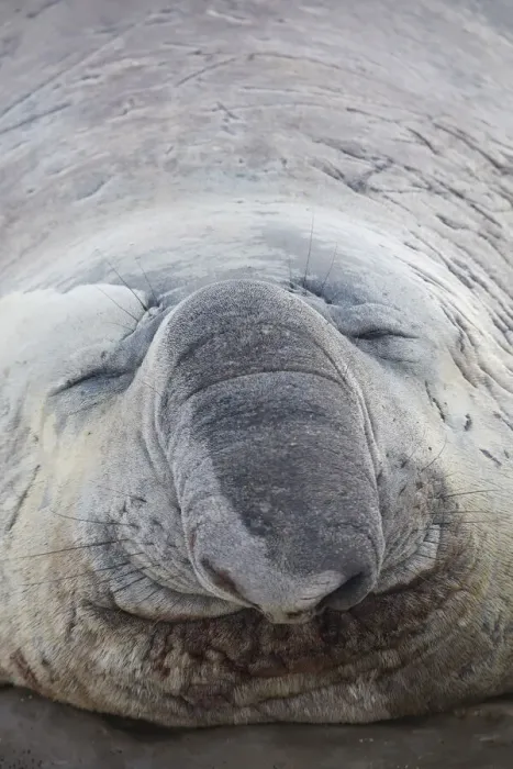 Framed Print : Detail of an elephant seal lying on the beach of Punta Ninfas, Chubut, Patagonia, Argentina Framed Print : Detail of an elephant seal lying on the beach of Punta Ninfas, Chubut, Patagonia, Argentina