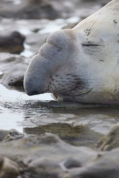 Detail of an elephant seal lying on the beach of Punta Ninfas, Chubut, Patagonia, Argentina