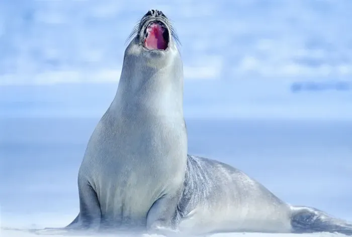 Framed Print : Elephant seal (Mirounga leonina) roaring, Sea Lion Island, Falkland Islands, South Framed Print : Elephant seal (Mirounga leonina) roaring, Sea Lion Island, Falkland Islands, South