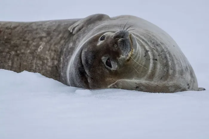 Framed Print : Elephant seal on snow covered beach, Half Moon Island, South Shetland Islands, Antarctica Framed Print : Elephant seal on snow covered beach, Half Moon Island, South Shetland Islands, Antarctica