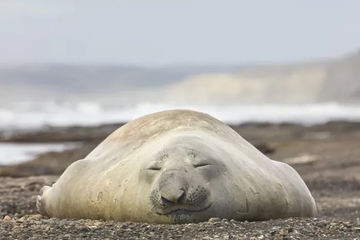Framed Print : An elephant seal young male lying on the Playa Escondida beach, Chubut, Patagonia, Argentina Framed Print : An elephant seal young male lying on the Playa Escondida beach, Chubut, Patagonia, Argentina